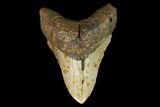 Fossil Megalodon Tooth - North Carolina #124936-1
